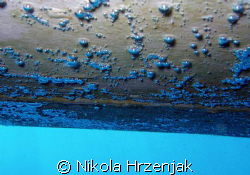 bubbles of air, decompression of 3 metres, the hull by Nikola Hrzenjak 